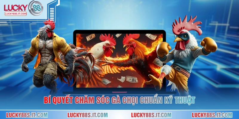 Bí quyết chăm sóc gà chọi chuẩn kỹ thuật