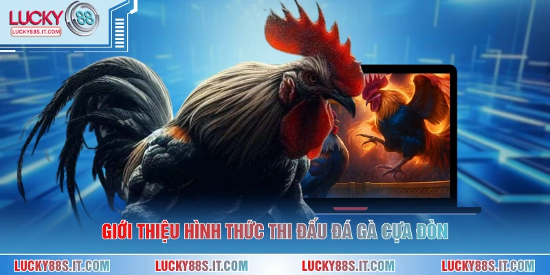 Giới thiệu hình thức thi đấu đá gà cựa đòn