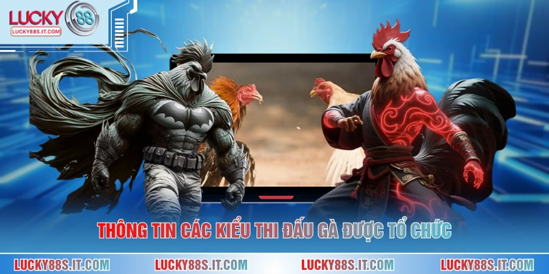 Thông tin các kiểu thi đấu gà được tổ chức