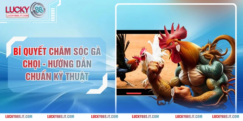 Bí Quyết Chăm Sóc Gà Chọi - Hướng Dẫn Chuẩn Kỹ Thuật