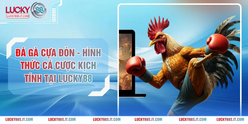 Đá Gà Cựa Đòn - Hình Thức Cá Cược Kịch Tính Tại LUCKY88